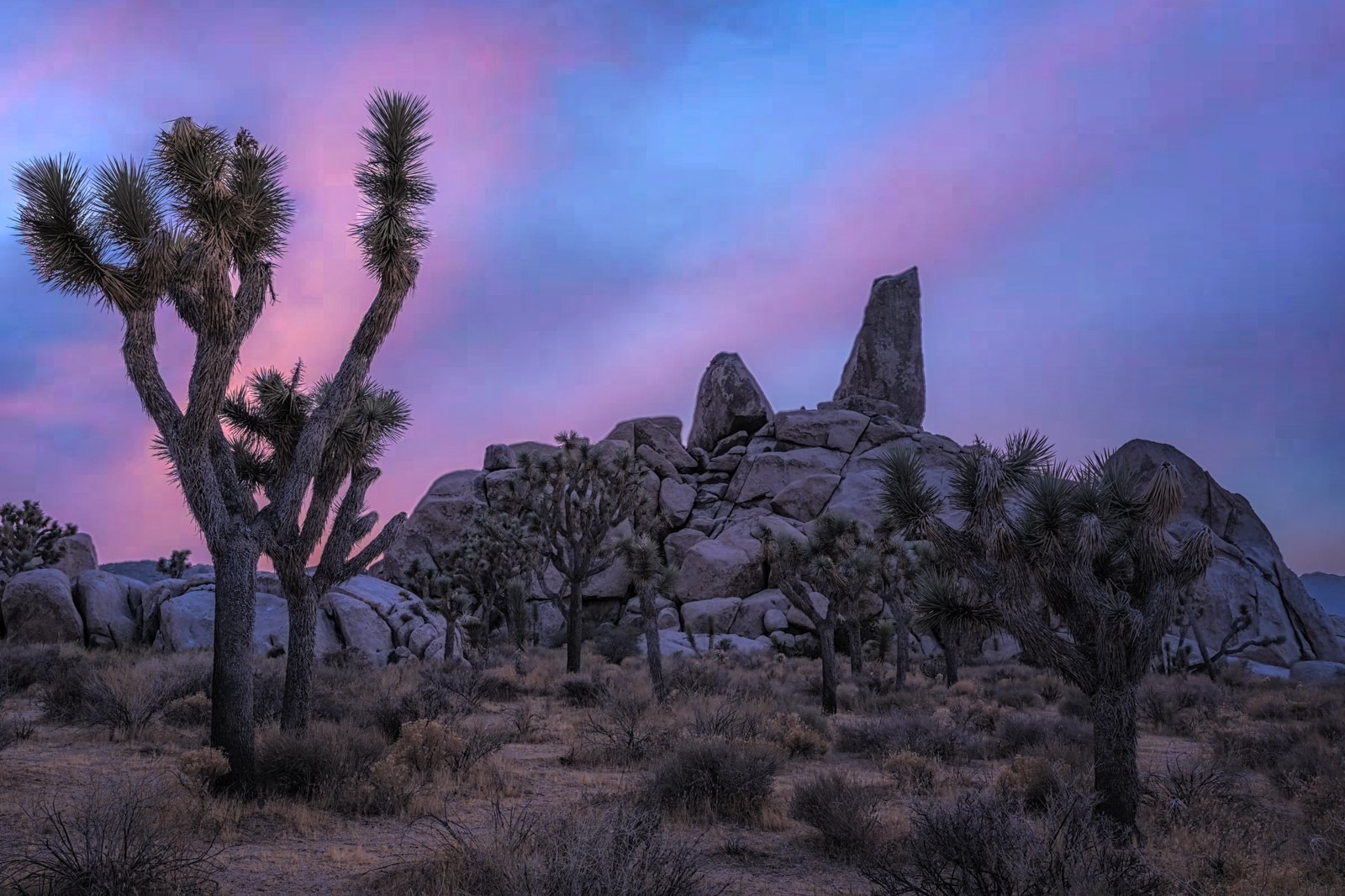 Joshua Trees